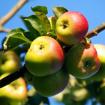 Apples_4e0b8b3623b3b.jpg