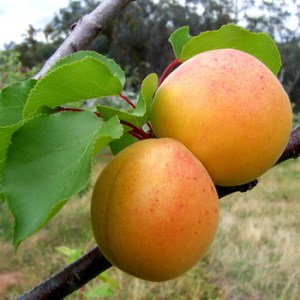 Apricots_4e0e3a04e9d91.jpg