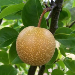 Asian_Pears_4e0e3af7a51b4.jpg