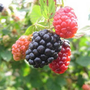 Berries_4e0e3b0a1b960.jpg