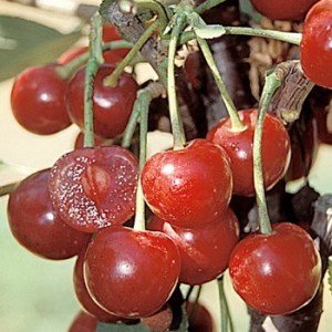 Cherries_4e0e3b309c7bd.jpg