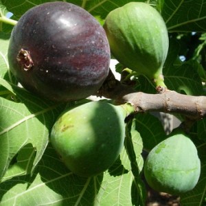 Figs_4e0e3b55556de.jpg