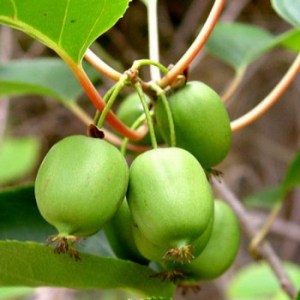 Kiwi_Vines_4e11dbb937079.jpg