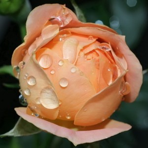 Miniature_Roses_4e11d5b2bf675.jpg
