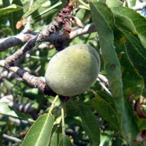 Nut_Trees_4e11d96dc1f30.jpg