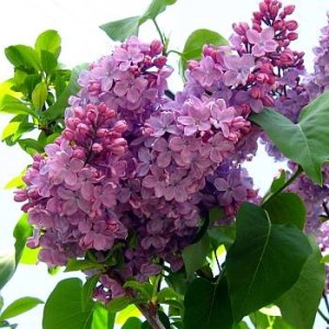 Ornamental_Shrub_4e11dfd7b6408.jpg