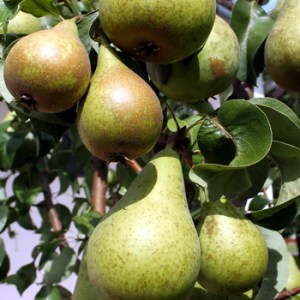 Pears_4e0e487d16fbf.jpg