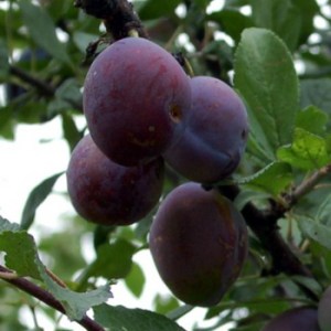 Plums___Prunes_4e0e4cd773203.jpg