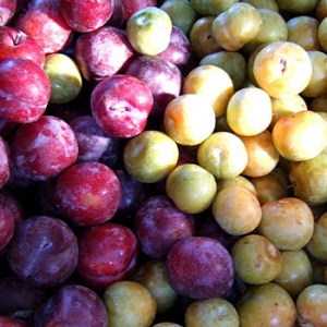 Pluots_Plumcots__4e0e4f241b75a.jpg