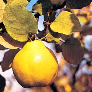 Quince_4e0e9eb0d0cf5.jpg