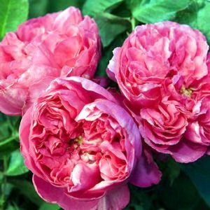 Romantica_Roses_4e11d66d3c21f.jpg
