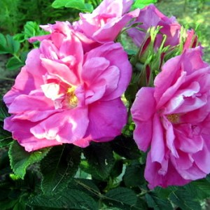 Shrub___Landscap_4e11d71fc0750.jpg