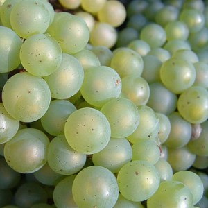 Wine_Grapes_4e11de355f83d.jpg
