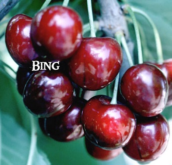 Bing_Miniature_C_4e63b9f6b7322.jpg