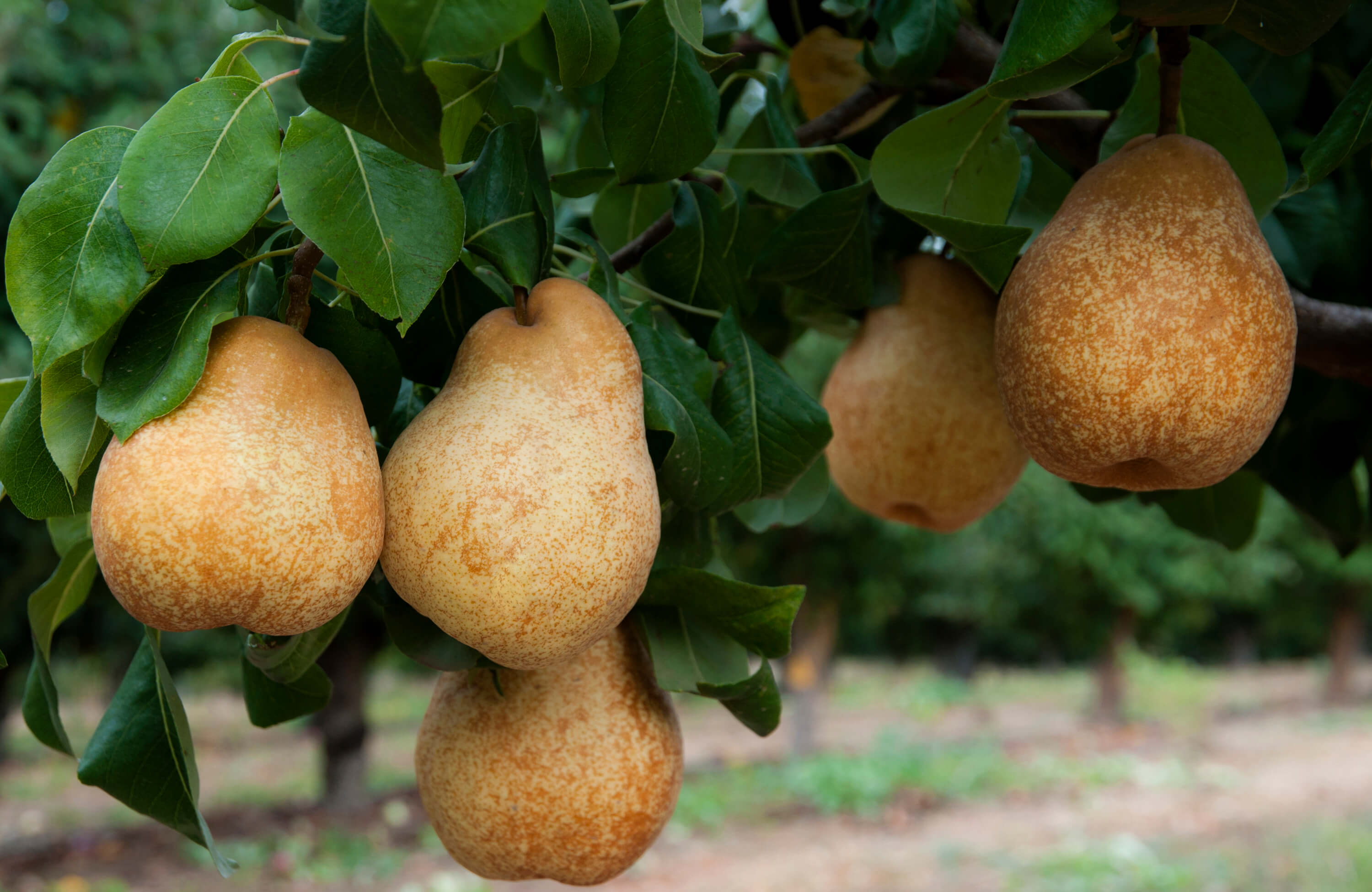 Pears: Blake's Pride Pear - Semi-dwarf