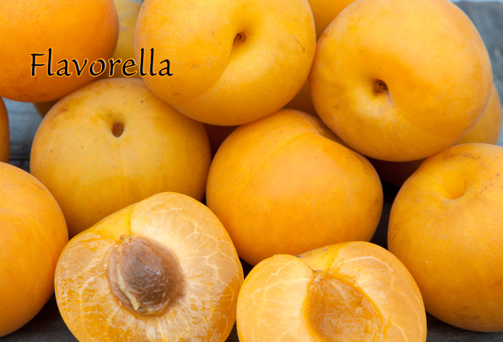 tn_plmcot_flavorella_sm.jpg