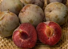Mariposa_Plum____502d3e68c39ad.jpg