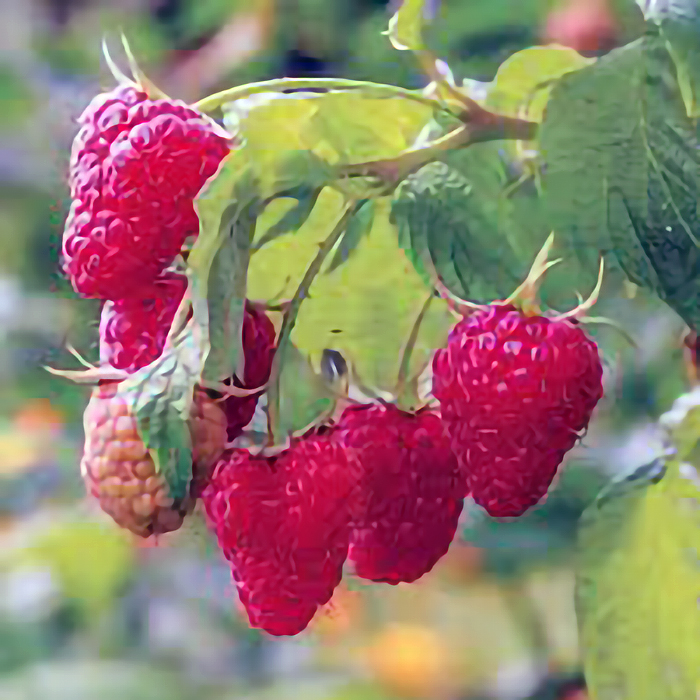 Berries: Raspberry, Caroline