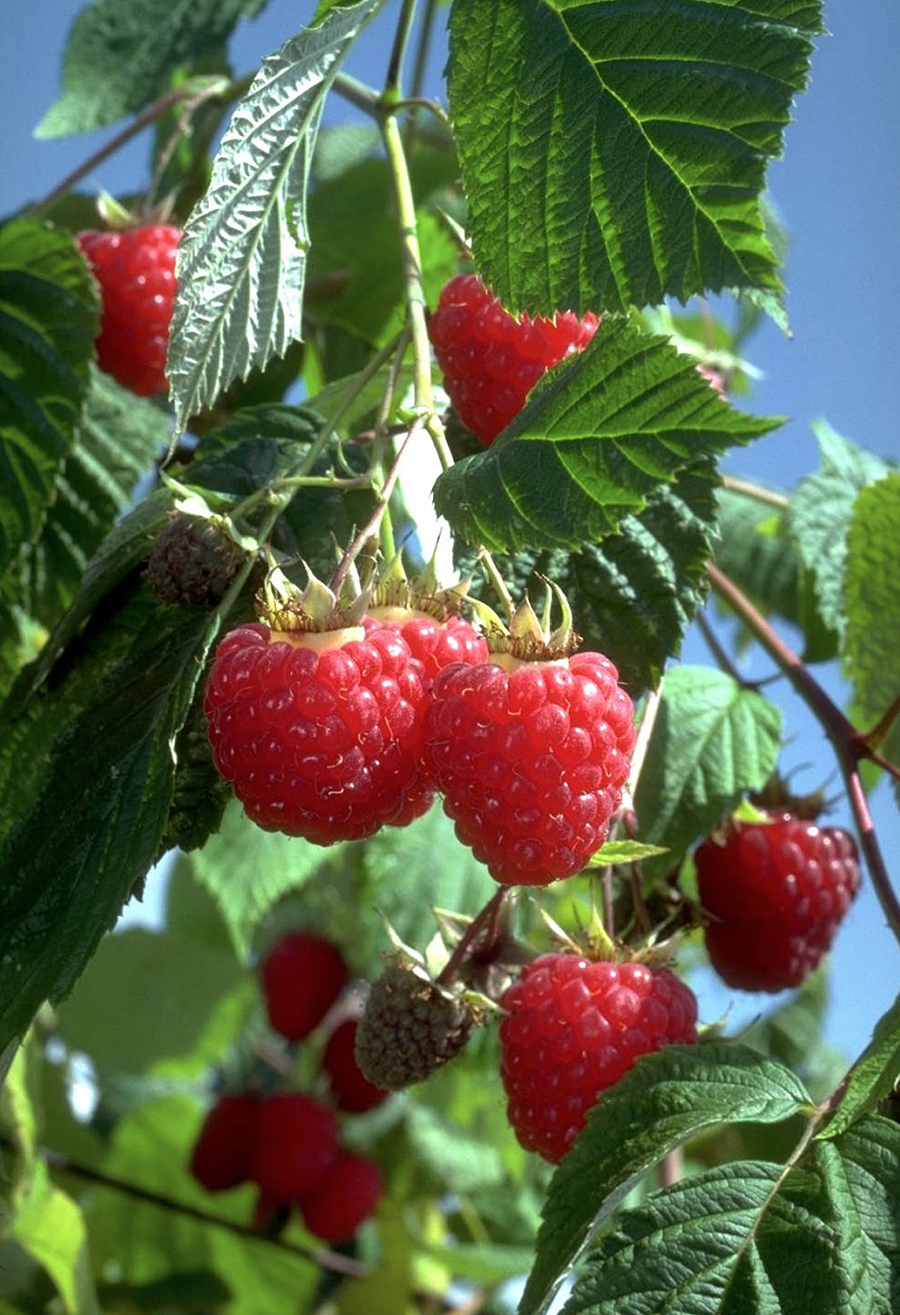 Berries: Raspberry, Heritage Red