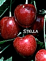 Stella_Cherry____4f42eb3c3033f.jpg