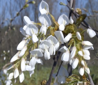 Ornamental Shrubs & Vines: Wisteria venusta White