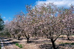 almondtrees2.jpg