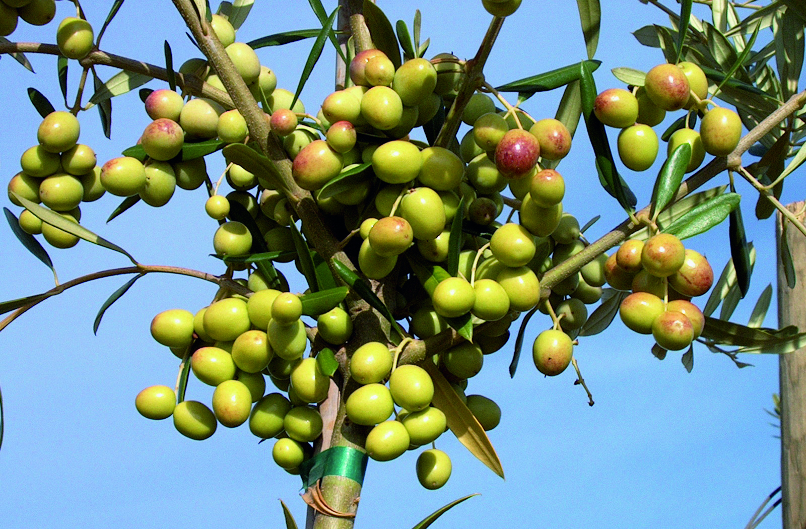 Arbosana_Olive_51f15b6977fe1.jpg