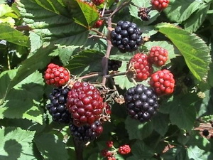 blackberry.jpg