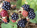 blackberrykDirksen1.jpg