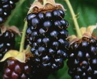 blackberrymarion2.jpg