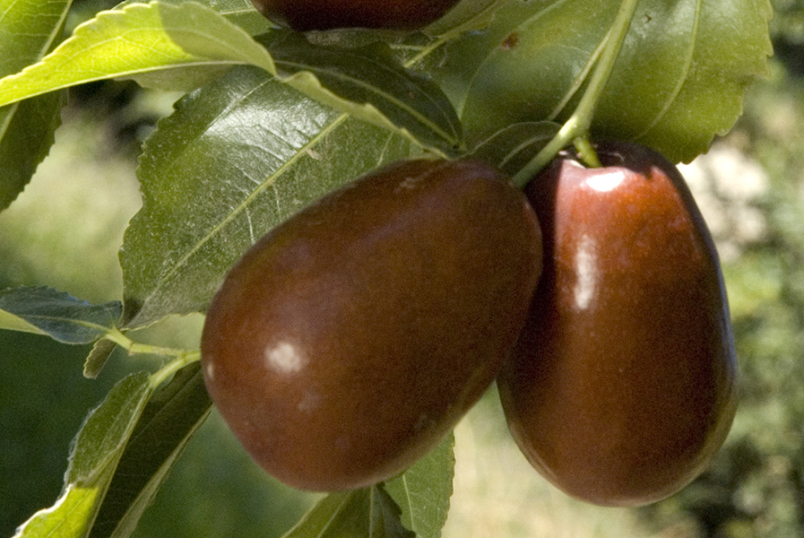 jujube.gif