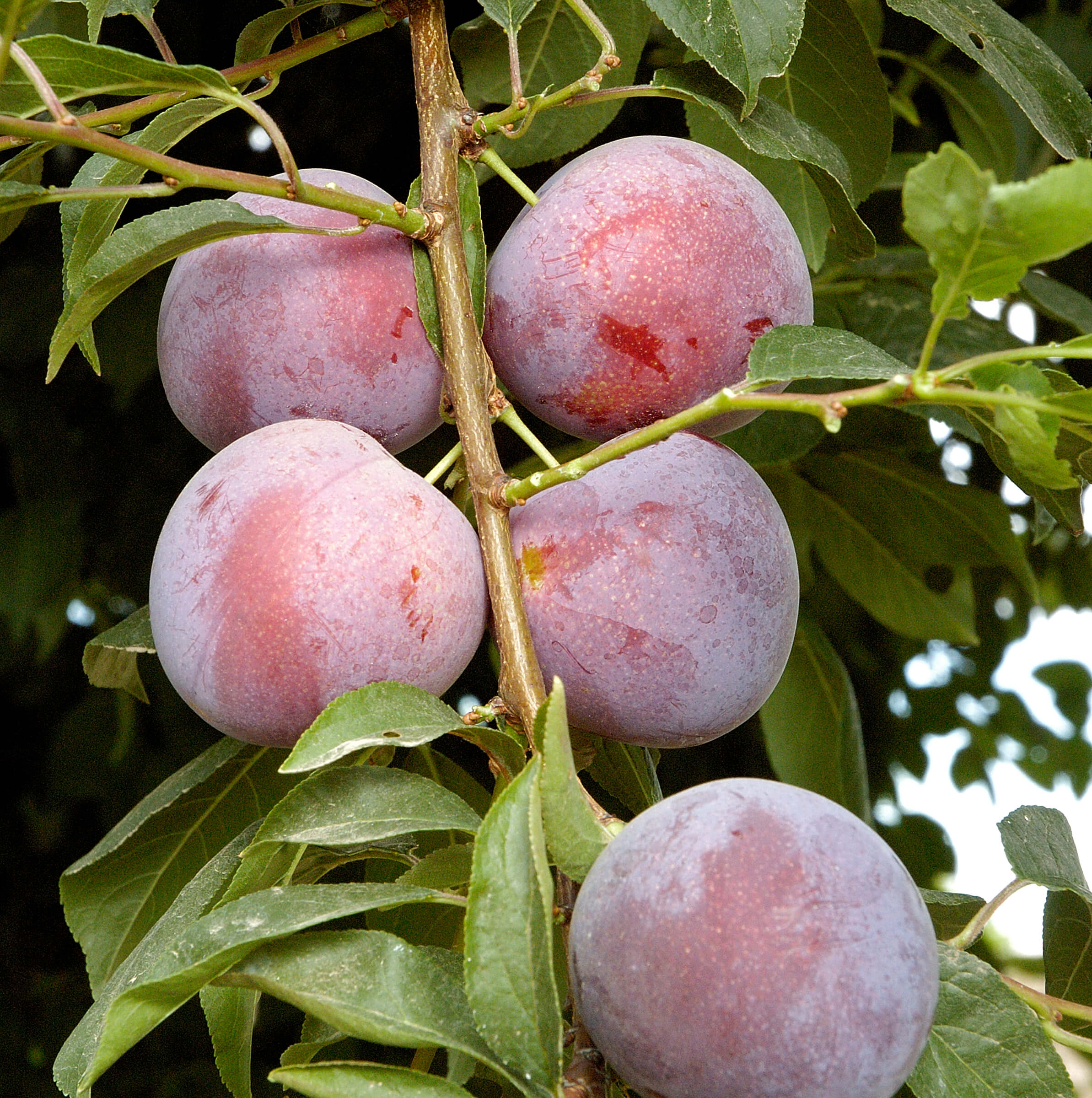 plummethley1.jpg