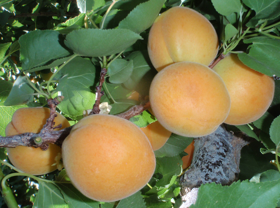 Moorpark_Apricot_4f42e044954ac.jpg