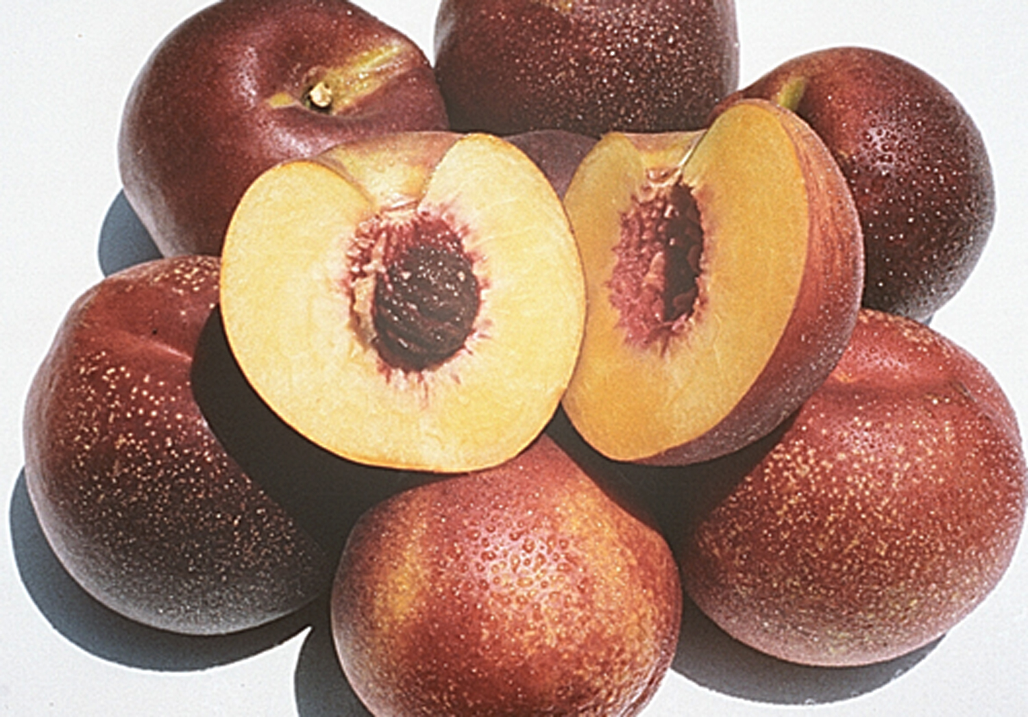 Panamint_Nectari_4f46d904c7beb.jpg