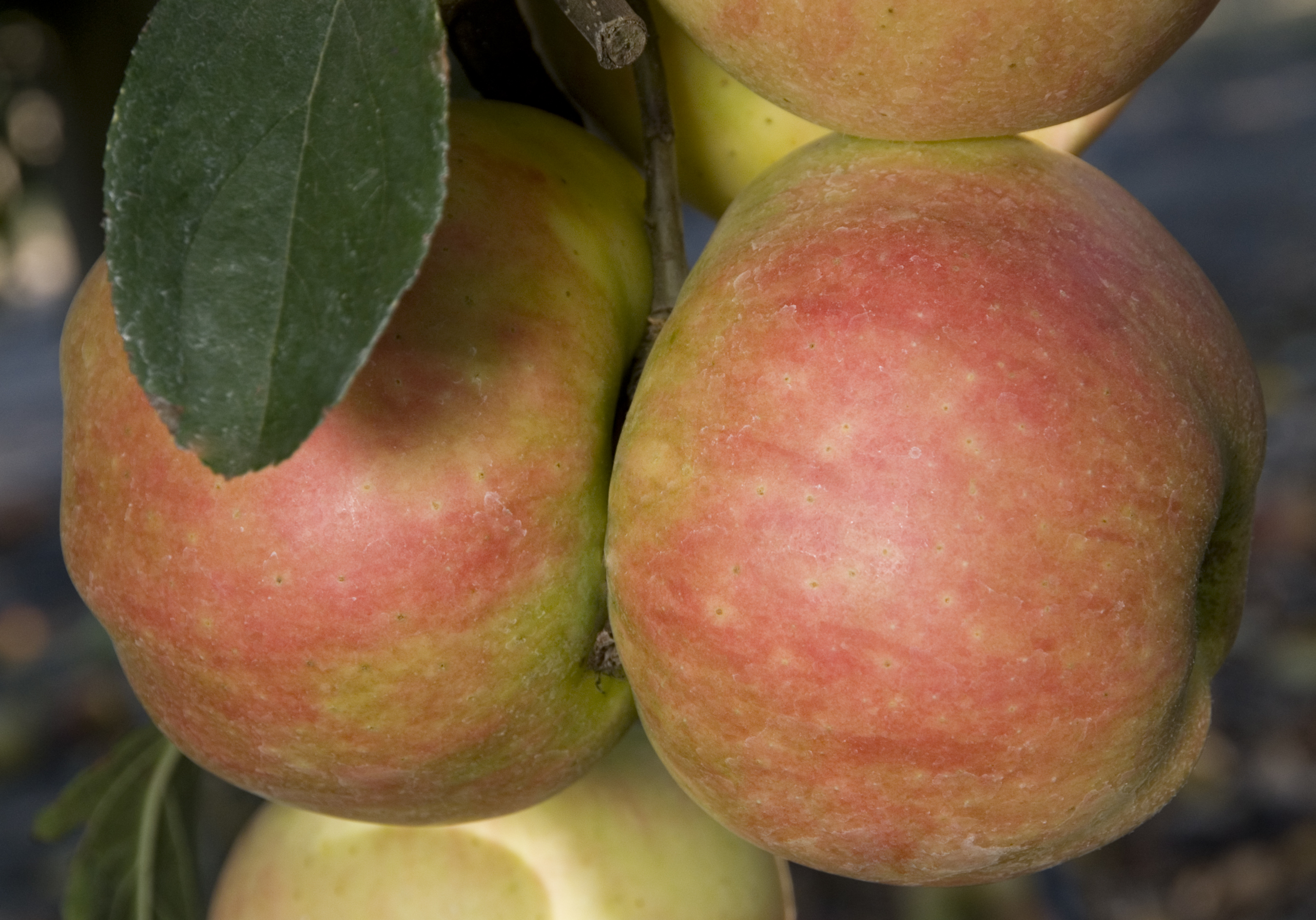 Pettingill_Apple_4e63b53f0badc.jpg