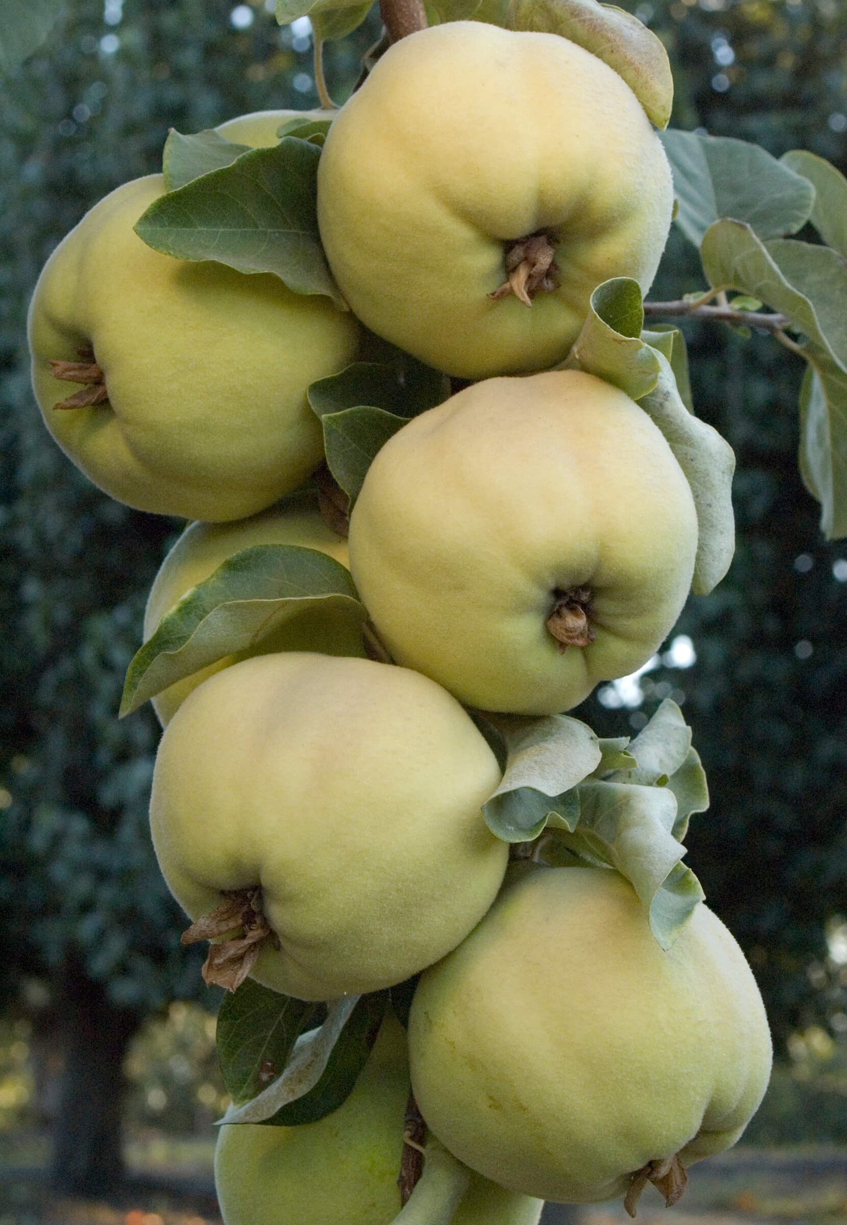 quincepineapple.jpg