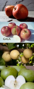 4-N-1-Apple-Golden-Delicious,-Fuji,-Gala,-Granny-Smith