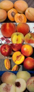 4-N-1-Cold-Hardy-Fruit-Salad-on-Citation