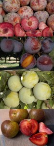 4-N-1-Pluot