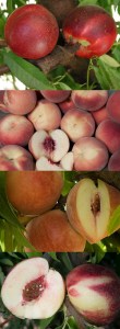 4-N-1-White-Fleshed-Peach-Nectarine-Combo