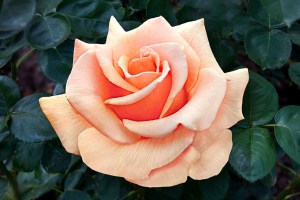 rosebrandy2.jpg