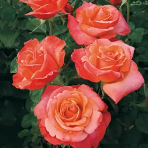 Colorific_Rose_4e63ef2bec3fe.jpg
