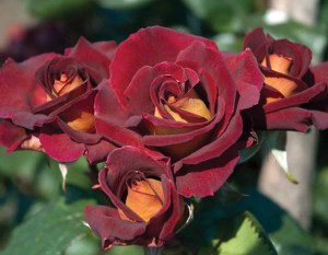 Dark_Night_Rose_50380dcf37726.jpg