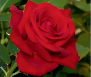 roseflDropDeadRed_3001.jpg