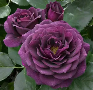 Ebb_Tide_Rose_4e63ef485751e.jpg