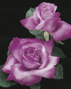 tn_fragrantplum1.jpg
