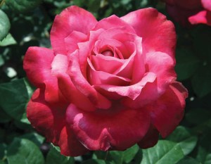 rosegirlsnight1.jpg