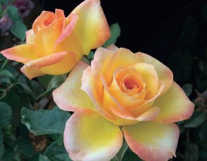Gold_Medal_Rose_4e63f02a8246d.jpg