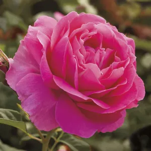 roseloveskiss.jpg