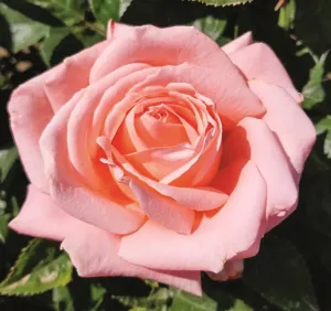 HeavenlyScented